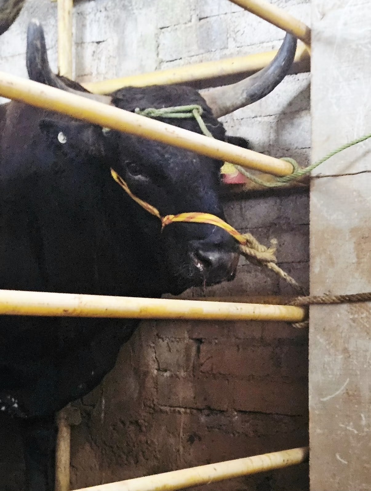 Toro: El Chamuco