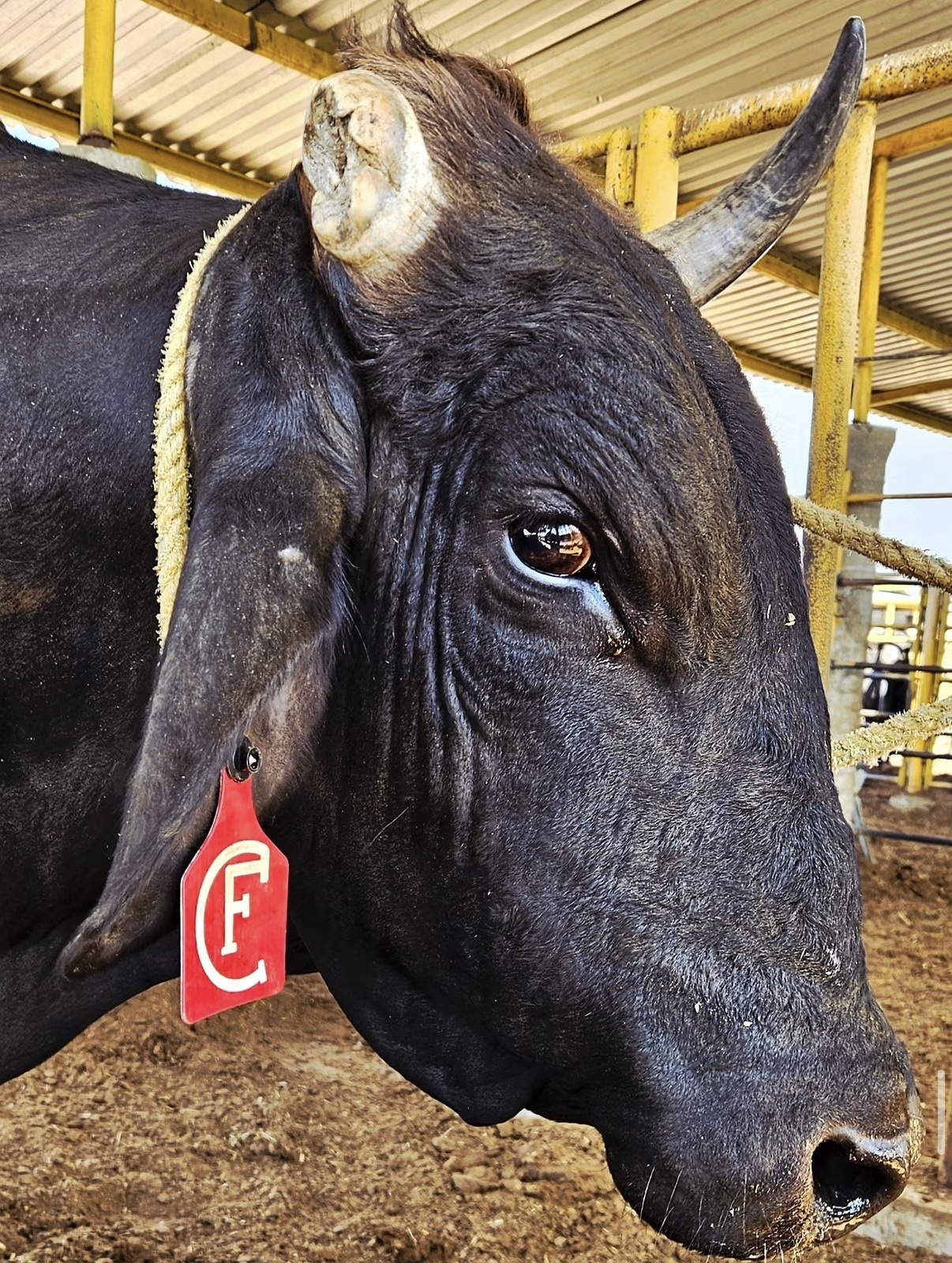 Toro: Satanás