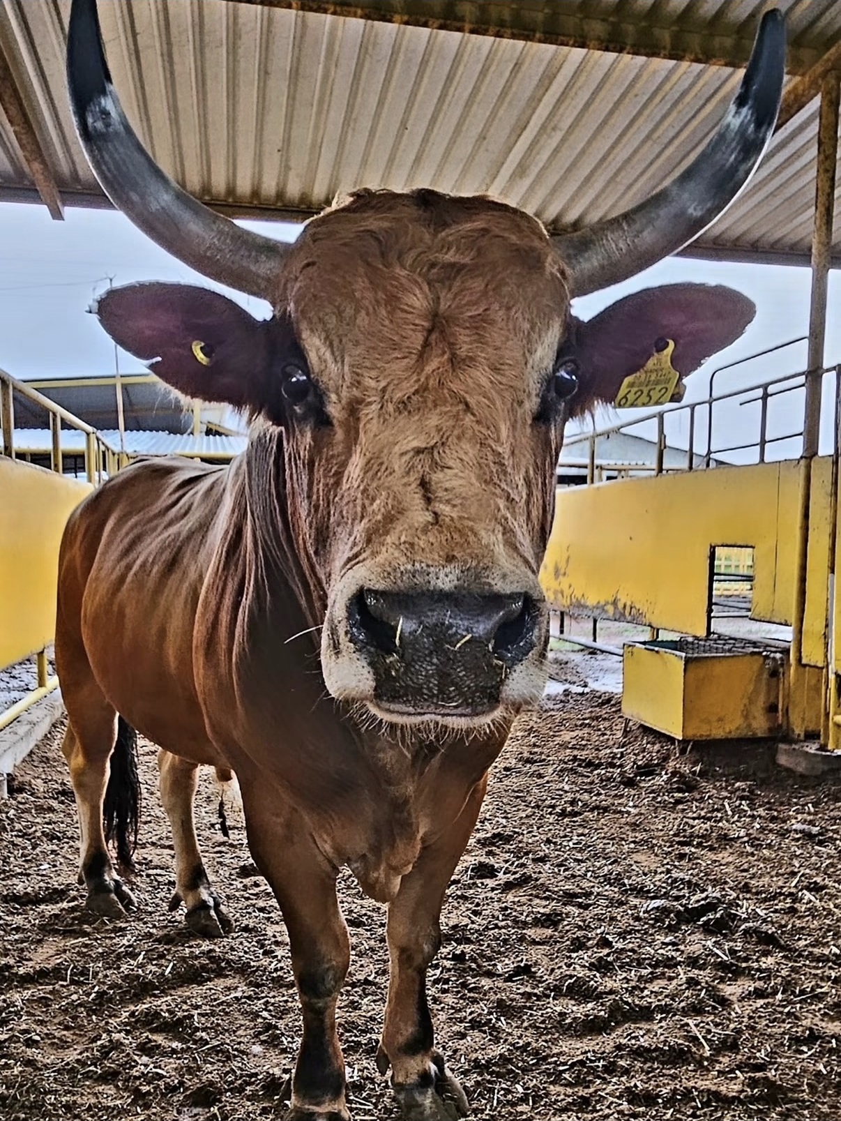 Toro: Gorrión