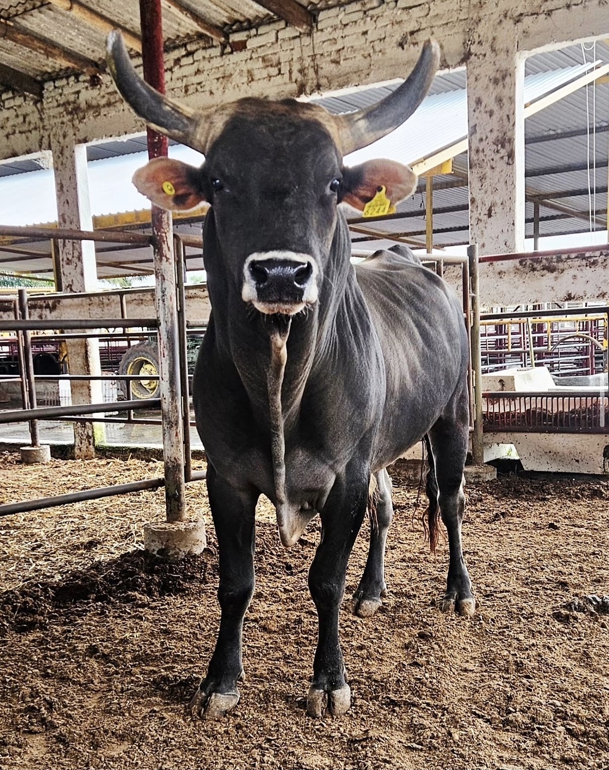 Toro: El Play Boy