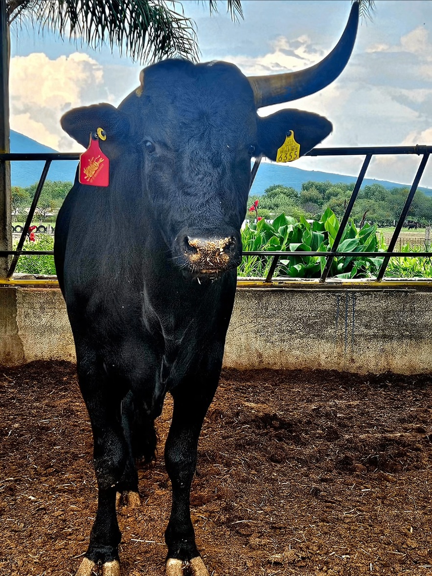 Toro: El Prófugo del Anexo